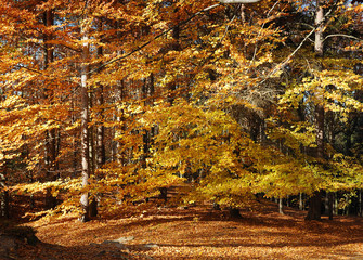 Autumn in forest
