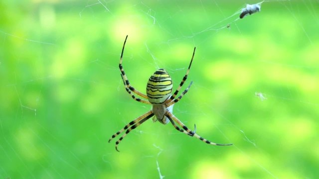 ragno ragnatela