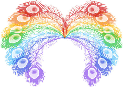 rainbow peacock feathers on white