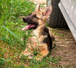 german shepherd in front of a natural green background