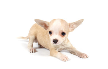 Funny puppy Chihuahua poses