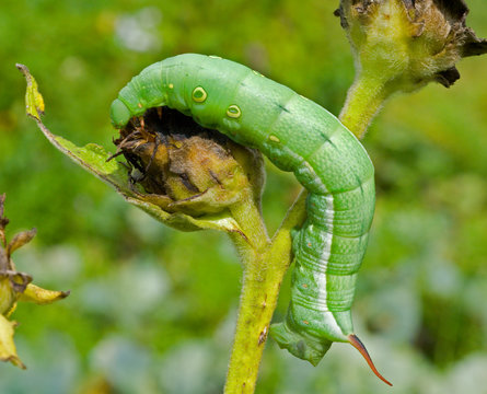 Caterpillar of hawkmoth 8
