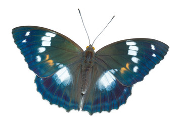 Butterfly (Apatura schrencki) 26