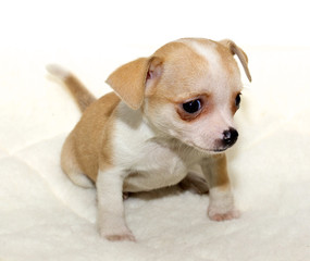 Chihuahua puppy