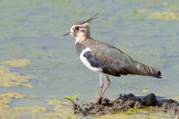 Lapwing, immature (Vanellus vanellus)
