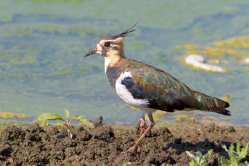 Lapwing - (Vanellus vanellus)