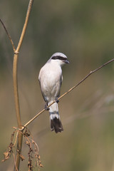Red backed Shrike, male / Lanius collurio