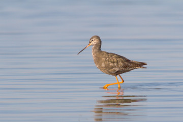 an adult of Spotted Redshank in water / Tringa erythropus