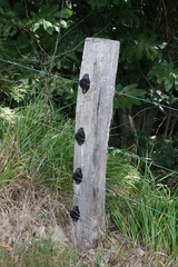 clôture électrique