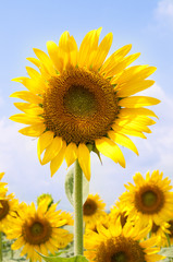 sunflower