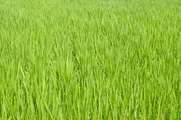 rice grass