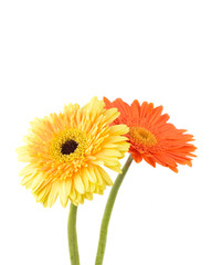 Orange and yellow  daisy-gerbera