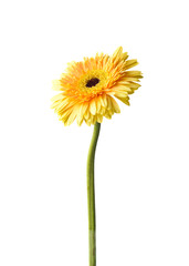 Naklejka premium Yellow daisy-gerbera