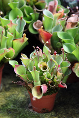 Heliamphora heterodoxa (Sumpfkrug)