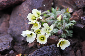 Naklejka premium Arctic Poppy (Papaver radicatum)