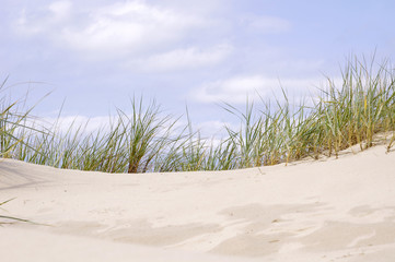 Beach sand dune grasses