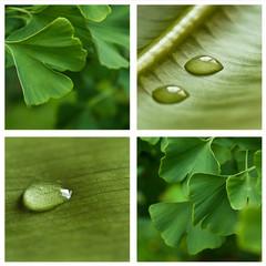 composition ginkgo biloba et gouttes d'eau