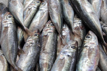 Obraz premium fische