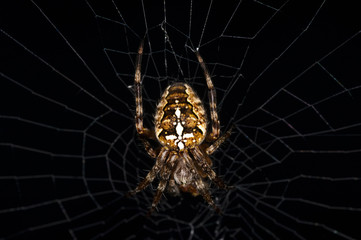 Kreuzspinne, Araneus diadematus