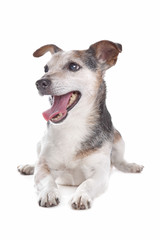 old and blind jack russel terrier