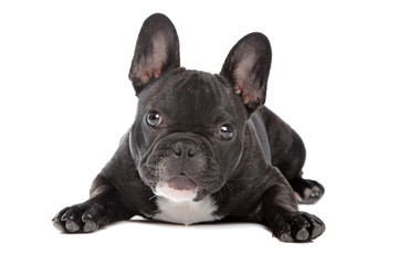 Black and white French Bulldog
