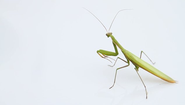 Kurzer Flug einer Europ&auml;ischen Gottesanbeterin