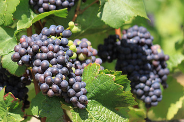 Fototapeta premium Grappes de raisins