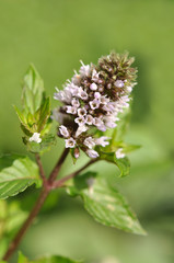 Blooming Mint