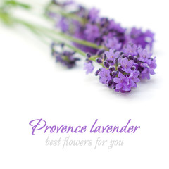 Provence Lavender Flower on White - Floral Background