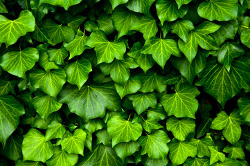 Fototapeta na wymiar Ivy texture