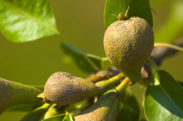 Zbliżenie na niedojrzałe owoce gruszki na drzewie w ogrodzie - obrazy, fototapety, plakaty