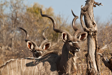 Africa - Kudu