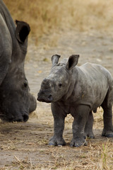 Africa - baby rhino 2