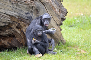 Bonobos