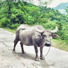 Fototapeta premium Buffalo