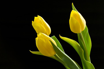 yellow tulips