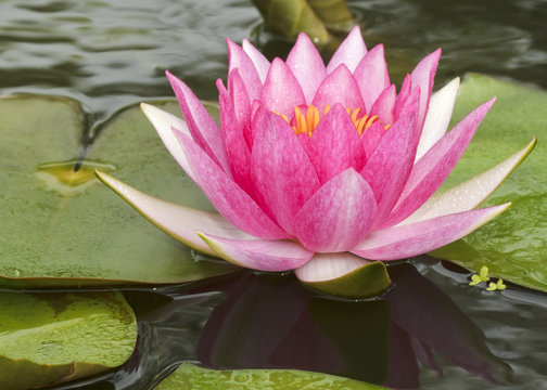 Fototapeta Pink lotus with small wave.