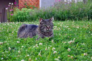 Katze im Garten