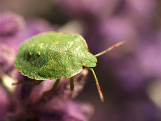 Blattwanze