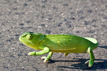 Africa - chameleon