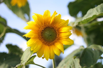 Obraz premium sunflower