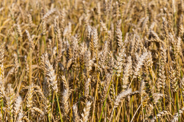 Closeup of a Dutch organic cornfield with nearly ripe wheat
