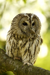 Tawny Owl