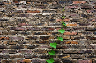 green life on brick