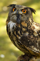 Eurasian Eagle-owl