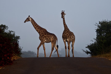 Africa - giraffes on the road