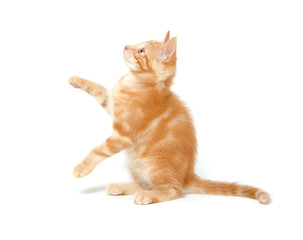 Cute yellow kitten on white
