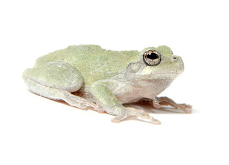 Tree frog on white