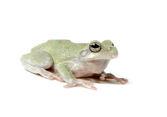 Tree frog on white