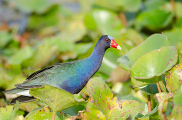 American Purple Gallinule